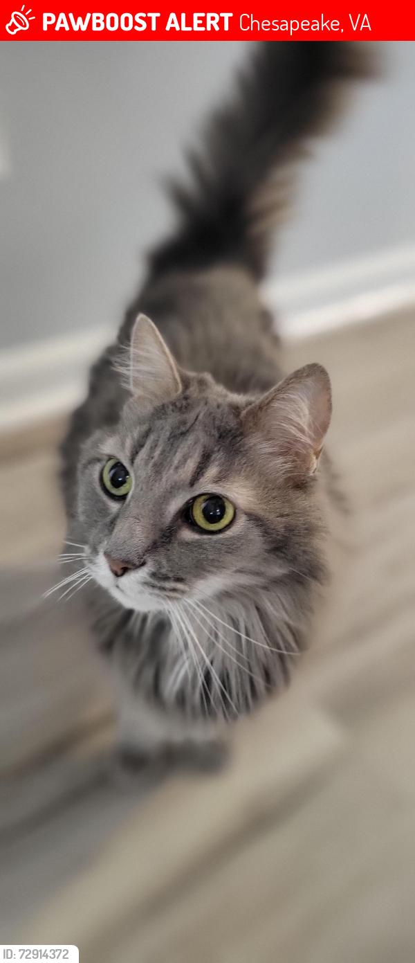 Lost Male Cat last seen Cornick Avenue, Chesapeake, VA 23325