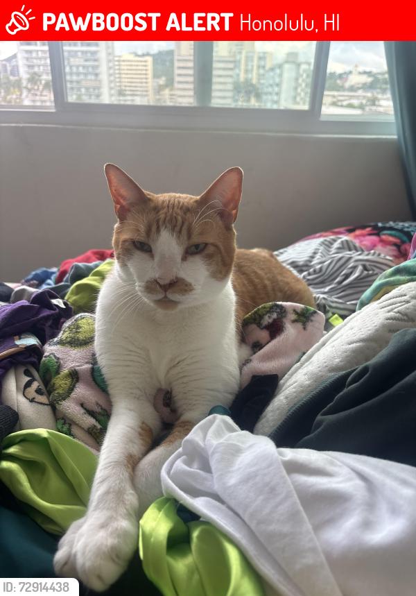 Lost Male Cat last seen Heulu/wilder/dominis, Honolulu, HI 96822