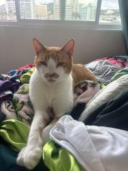 Lost Male Cat last seen Heulu/wilder/dominis, Honolulu, HI 96822