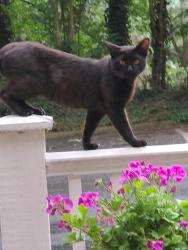 Found/Stray Unknown Cat last seen River Heights Court SE Marietta, Cobb County, GA 30067