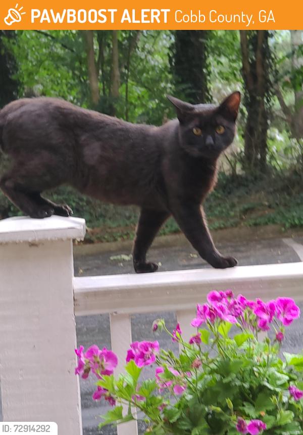Found/Stray Unknown Cat last seen River Heights Court SE Marietta, Cobb County, GA 30067