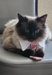 Lost Male Cat last seen E Sonterra, San Antonio, TX 78258