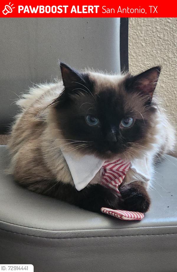Lost Male Cat last seen E Sonterra, San Antonio, TX 78258