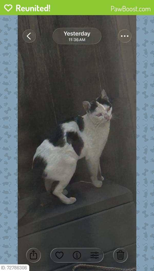 Reunited Female Cat last seen Excelsior Court btwn MacArthur & Beacon, Oakland, CA 94610