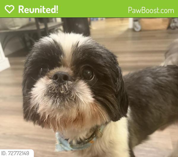 Reunited Male Dog last seen N Reilly Rd near Village Baptist Church , Fayetteville, NC 28303