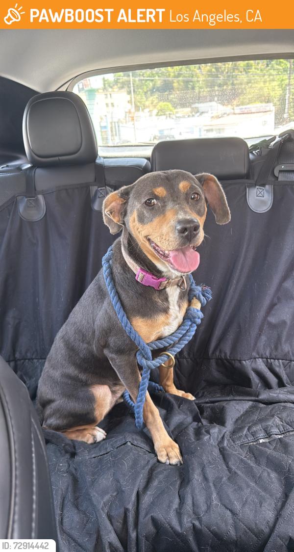 Found/Stray Female Dog last seen Talmadge & Myra, prospect studios in Los Feliz , Los Angeles, CA 90027