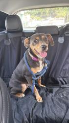 Found/Stray Female Dog last seen Talmadge & Myra, prospect studios in Los Feliz , Los Angeles, CA 90027
