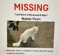 Lost Female Cat last seen Rural rd , Tumwater, WA 98512