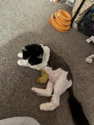Lost Male Cat last seen Near W pleasant Grove, Pleasant Grove, UT 84062