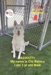 Shelter Stray Male Dog last seen , Los Angeles, CA 90047