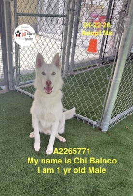 Shelter Stray Male Dog last seen , Los Angeles, CA 90047