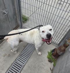 Shelter Stray Male Dog last seen , Los Angeles, CA 90047