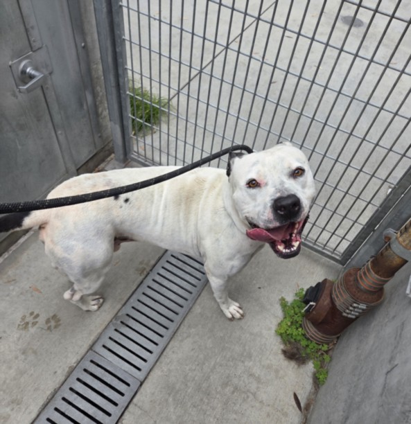Shelter Stray Male Dog last seen , Los Angeles, CA 90047