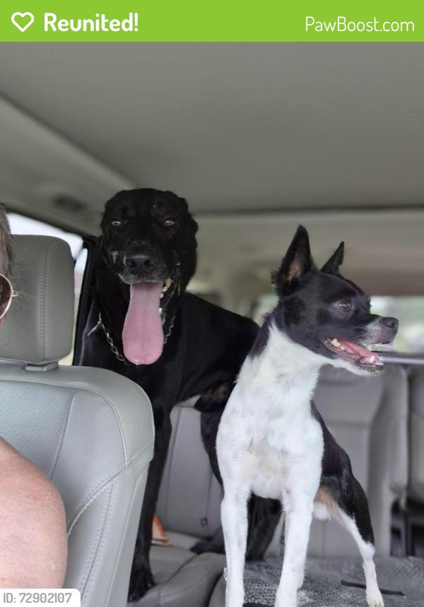 Reunited Unknown Dog last seen Barden rd and Robinson rd, Grand Prairie, TX 75050