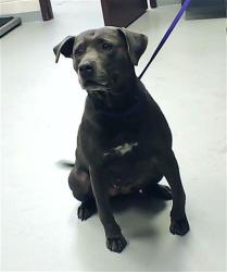 Shelter Stray Female Dog last seen , Fayetteville, NC 28306