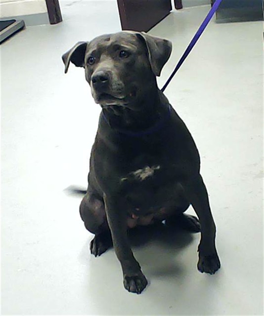 Shelter Stray Female Dog last seen , Fayetteville, NC 28306