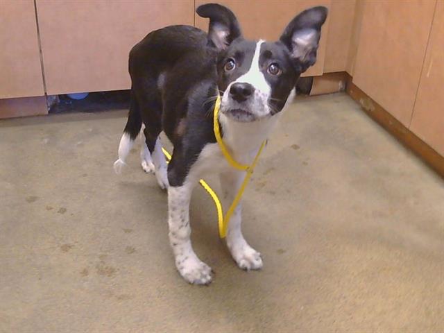 Shelter Stray Male Dog last seen FRANKLIN BLVD/FLORIN RD, 95823, Sacramento, CA 95827