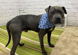 Shelter Stray Male Dog last seen Near BLOCK GLENCO ST, DETROIT, MI 48219, Detroit, MI 48211
