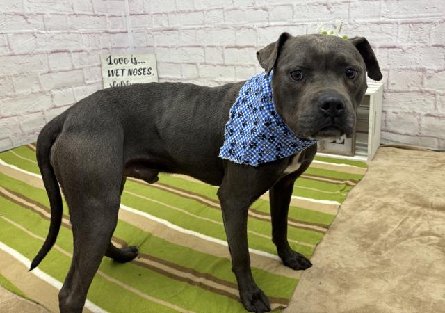 Shelter Stray Male Dog last seen Near BLOCK GLENCO ST, DETROIT, MI 48219, Detroit, MI 48211