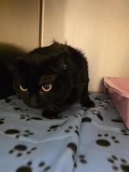 Shelter Stray Female Cat last seen Near BLOCK S 3600 W, WEST VALLEY CITY UT 84119, Salt Lake City, UT 84120