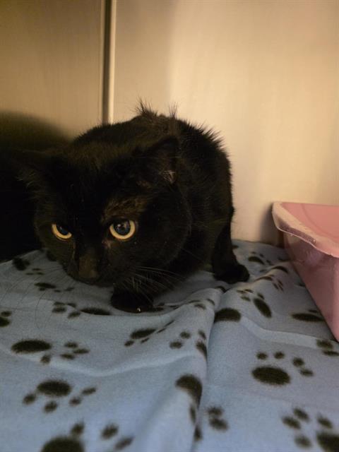 Shelter Stray Female Cat last seen Near BLOCK S 3600 W, WEST VALLEY CITY UT 84119, 4522 W 3500 S, West Valley City, UT 84120, USA