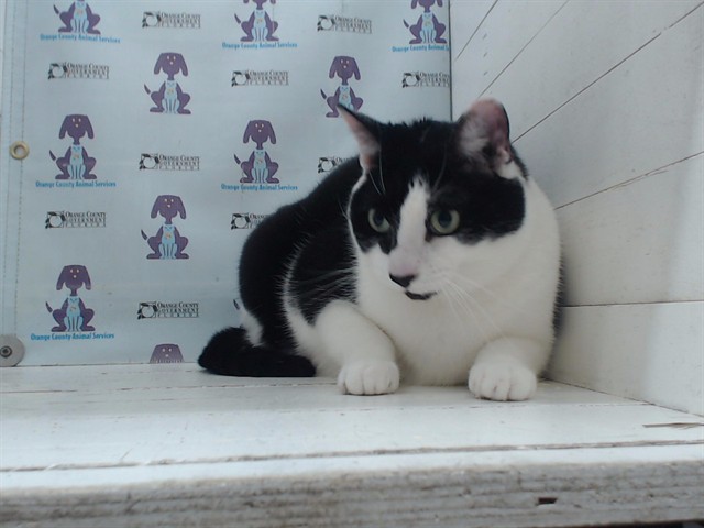 Shelter Stray Male Cat last seen , 2769 Conroy Rd, Orlando, FL 32839, USA