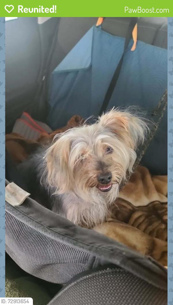 Reunited Female Dog last seen Near Westcliff Dr, Las Vegas, NV 89145, USA, Las Vegas, NV 89145