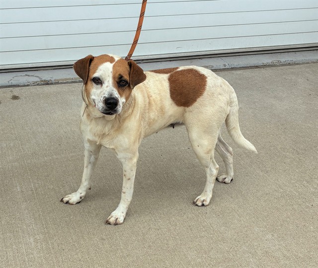 Shelter Stray Female Dog last seen Near BLOCK DAWN, Watterson Park, KY 40218
