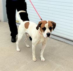 Shelter Stray Male Dog last seen Near BLOCK DQWN, Watterson Park, KY 40218