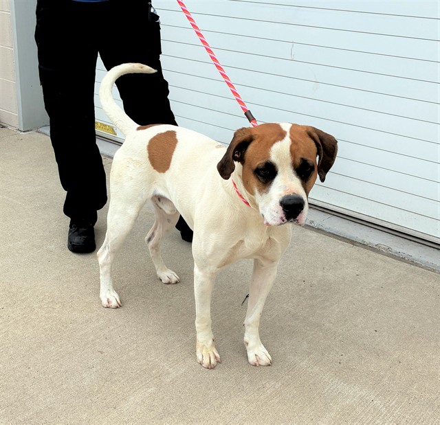 Shelter Stray Male Dog last seen Near BLOCK DQWN, Watterson Park, KY 40218