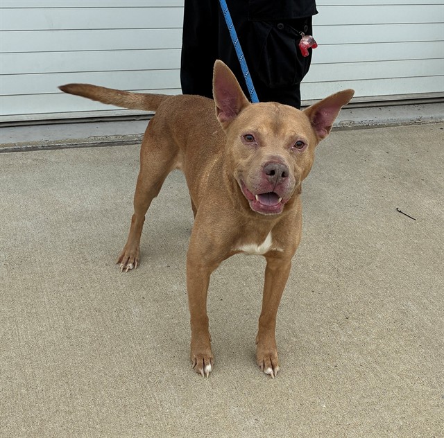 Shelter Stray Male Dog last seen Near BLOCK BAXTER AVE, Watterson Park, KY 40218