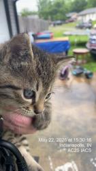 Shelter Stray Male Cat last seen Near , 2600 S Harding St, Indianapolis, IN 46221, USA