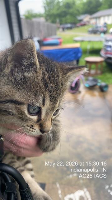 Shelter Stray Male Cat last seen Near , 2600 S Harding St, Indianapolis, IN 46221, USA