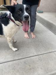 Found/Stray Female Dog last seen Dublin/Union, Colorado Springs, CO 80903