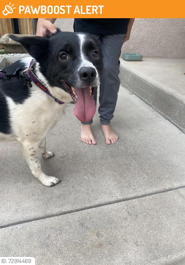 Found/Stray Female Dog last seen Dublin/Union, Colorado Springs, CO 80903