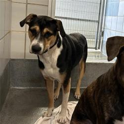 Shelter Stray Female Dog last seen Near BLOCK RIPFORD ST, San Antonio, TX 78227