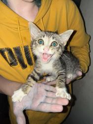 Found/Stray Male Cat last seen Julius felder road, Cayce, SC 29033