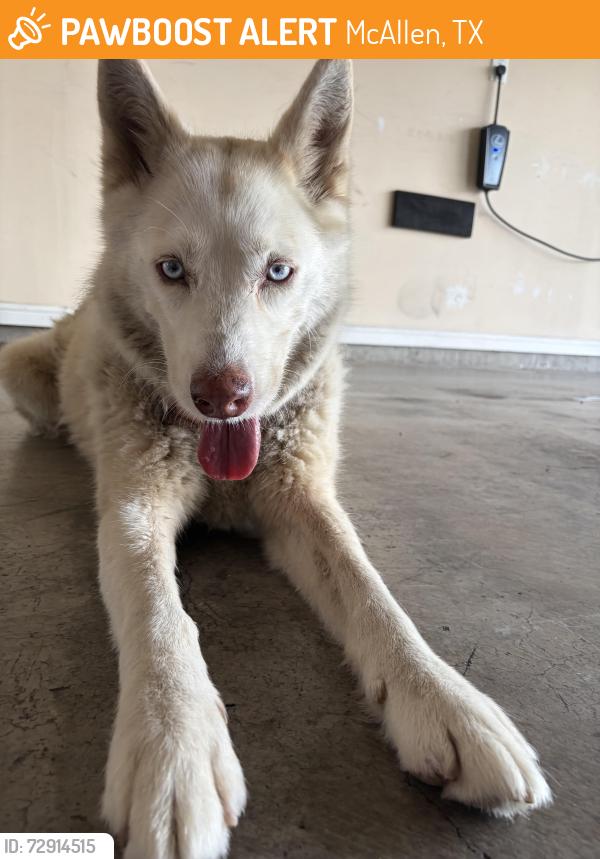 Found/Stray Female Dog last seen Toronto and Bentsen , McAllen, TX 78503