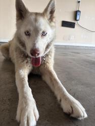 Found/Stray Female Dog last seen Toronto and Bentsen , McAllen, TX 78503