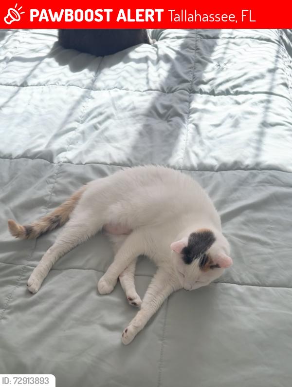 Lost Female Cat last seen Mission Trace , Tallahassee, FL 32303