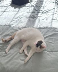 Lost Female Cat last seen Mission Trace , Tallahassee, FL 32303