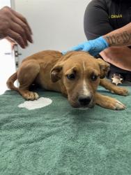 Shelter Stray Female Dog last seen Near BLOCK PIONEER PL, BODFISH CA 93205, Lake Isabella, CA 93240