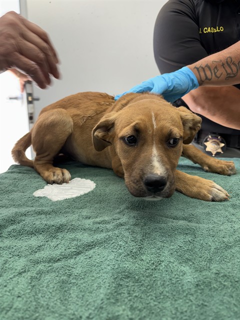 Shelter Stray Female Dog last seen Near BLOCK PIONEER PL, BODFISH CA 93205, Lake Isabella, CA 93240