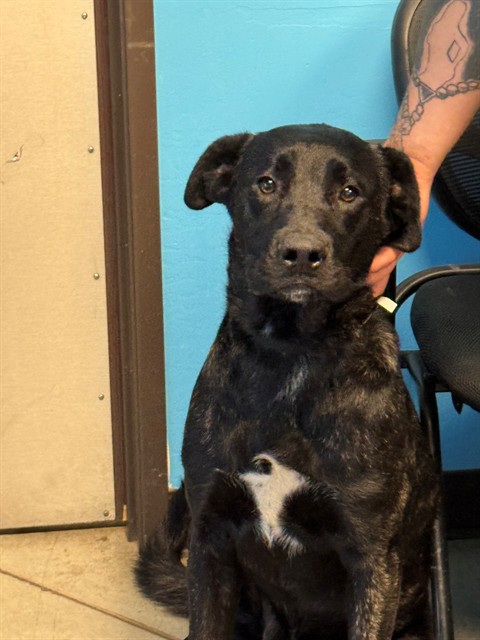 Shelter Stray Male Dog last seen Near BLK WIBLE RD, BAKERSFIELD, CA, Bakersfield, CA 93307
