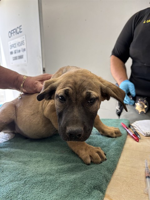 Shelter Stray Male Dog last seen Near BLOCK PIONEER PL, BODFISH CA 93205, Lake Isabella, CA 93240