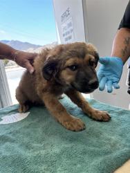 Shelter Stray Male Dog last seen Near BLOCK PIONEER PL, BODFISH CA 93205, Lake Isabella, CA 93240