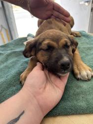 Shelter Stray Female Dog last seen Near BLOCK PIONEER PL, BODFISH CA 93205, Lake Isabella, CA 93240