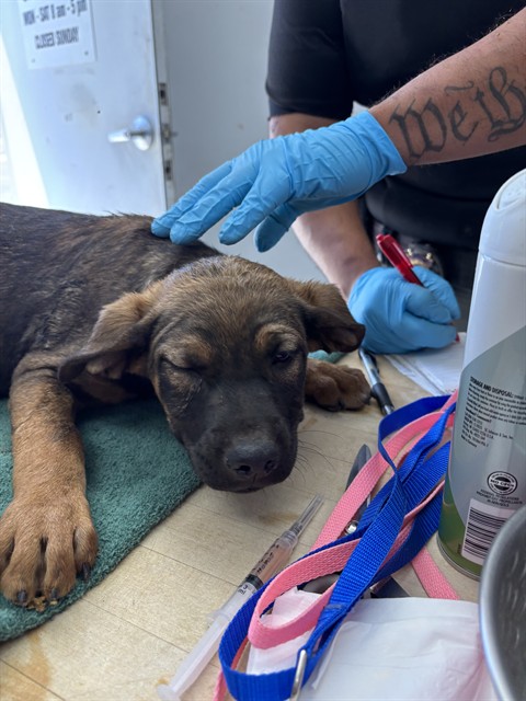 Shelter Stray Male Dog last seen Near BLOCK PIONEER PL, BODFISH CA 93205, Lake Isabella, CA 93240