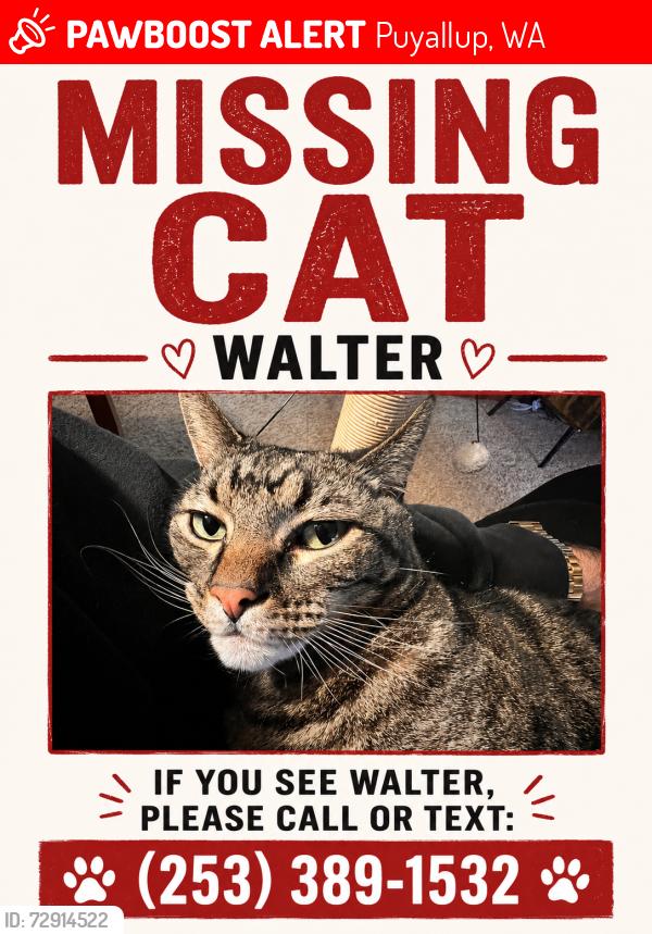 Lost Male Cat last seen Decoursey, Puyallup, WA 98371
