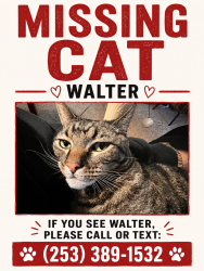 Lost Male Cat last seen Decoursey, Puyallup, WA 98371